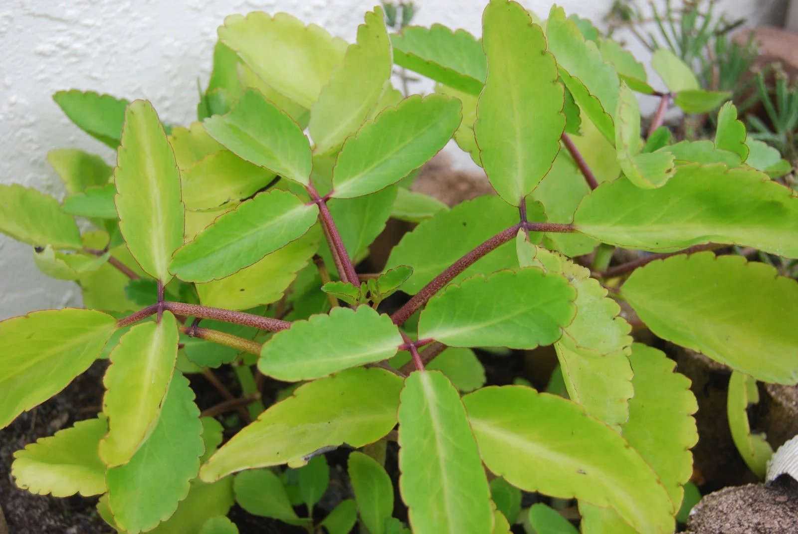 Bryophyllum pinnatum